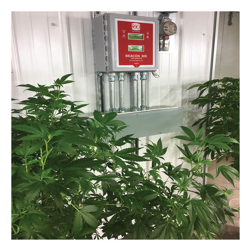 Green leafy cannabis plants grow indoors near a white metal wall with a red RKI Instruments Beacon 800 Eight Channel Fixed System Gas Detection Controller and pipes above, ensuring safety as part of an integrated gas detection system.