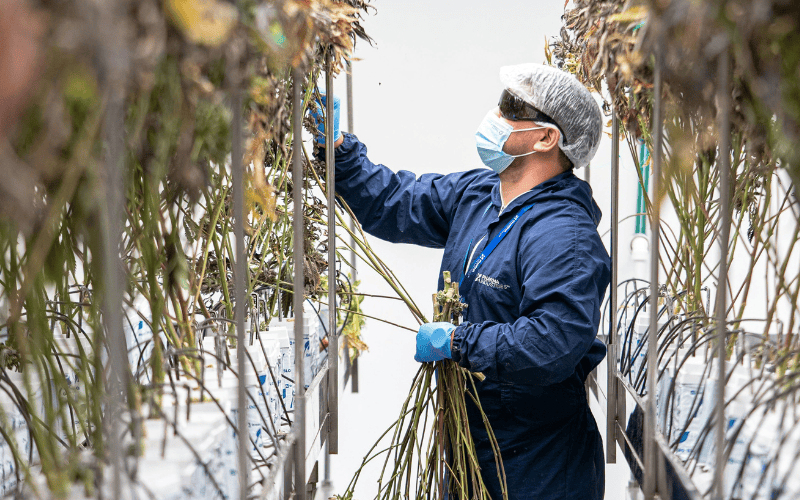 Worker harvesting cannabis in indoor facility while wearing gloves, respirator, hair net, and safety glasses. 