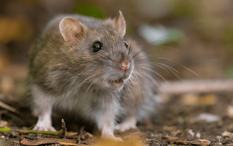 A closeup of a brown rat on the ground outside.