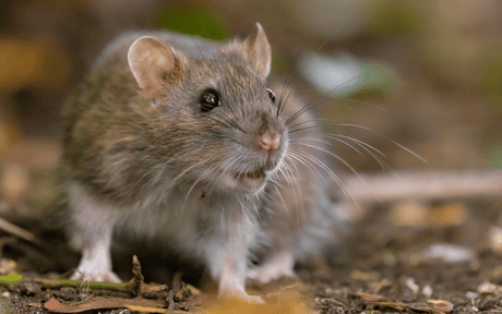 A closeup of a brown rat on the ground outside.