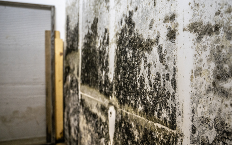 Black mold covers the walls inside a room.