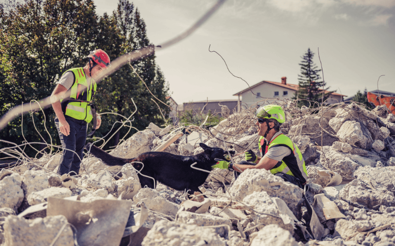 Rescuers dressed in helmets and hi-vis vests search through ruins of a building with help of a rescue dog. 