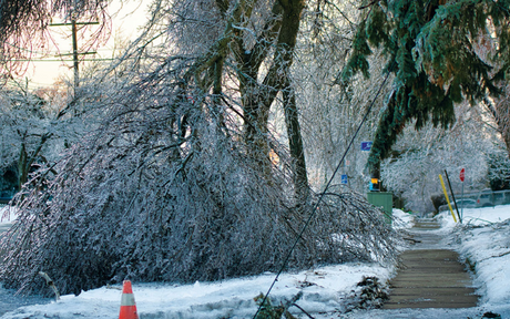 Downed snow-covered tree near electrical wires.