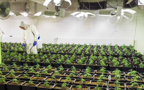 A person in protective clothing tends to rows of young plants under bright grow lights in a large indoor facility, creating a sterile, focused atmosphere.