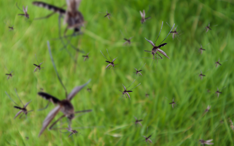 Safely and Effectively Using Insect Repellents at Work