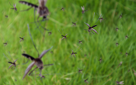 Man mosquitoes flying over grass field.