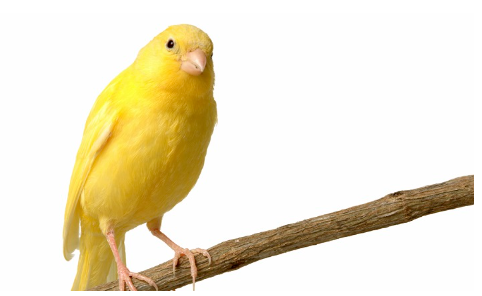 A bright yellow canary perches on a slender branch against a plain white background.