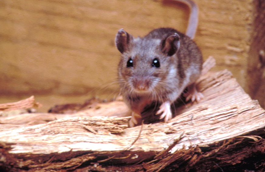 What You Need To Protect Yourself from the Hantavirus