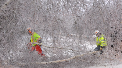 Workers walking through heavy brush and tree branches in the snow.