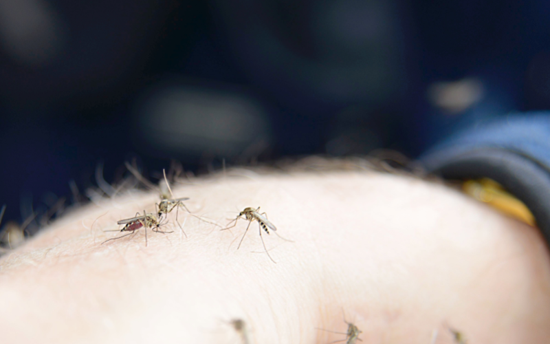 Mosquitos on a person's arm.